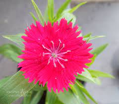Pin On Flowers Photography
