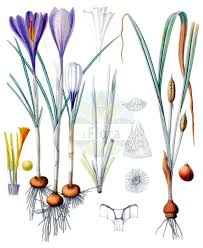 Image result for Afrosolen coeruleus