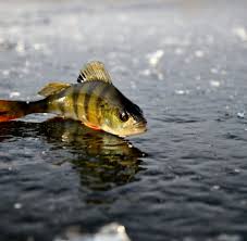 Will also have catfishing combos along with reels and rods to make you own combos. Bass Fishing Wallpapers Top Free Bass Fishing Backgrounds Fishing Backgrounds 972x952 Wallpaper Teahub Io