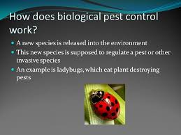 In general, a pesticide is a chemical or a biological agent such as a virus, bacterium, antimicrobial, or disinfectant pesticides are not recent inventions! By Nathaniel Kaplan What Is Biological Pest Control Biological Pest Control Is The Process Of Getting Rid Of Invasive Species To An Ecosystem In Agriculture Ppt Download