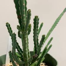 Image result for Euphorbia debilispina