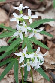 Image result for Cardamine