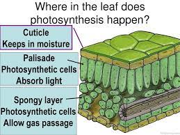 Check spelling or type a new query. Aim How Are Plants Adapted To Perform Photosynthesis Ppt Download