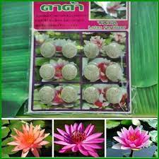 Check spelling or type a new query. Tablet Fertilizer For Lotus And Water Lily Baja Bunga Teratai Shopee Malaysia