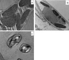 Image result for Sphaeranthus gomphrenoides