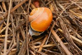 It is one of the most common species of land snail in europe, and has been introduced to north america. Hain Banderschnecke Cepaea Nemoralis