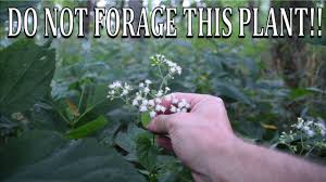 Excluding areas in the extreme south. Do Not Forage This Plant White Snakeroot And Boneset Comparison Youtube