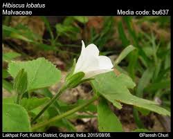 Image result for Hibiscus lobatus
