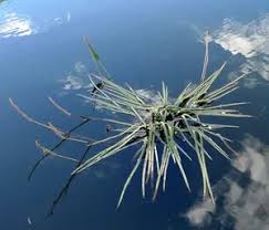 Image result for Conostomium natalense