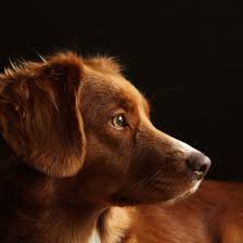 Toller (e.) — toller ernst (1893 1939) fils d'un commerçant juif, de la partie de la pologne annexée alors par la prusse, ernst toller s'engage volontairement lors de la première guerre. Rasseportrait Nova Scotia Duck Tolling Retriever Toller Wildborn Blog