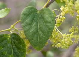 Image result for Cissampelos