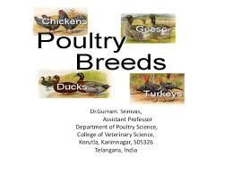 Classification Poultry Breeds Chicken Turkey Duck And Quail