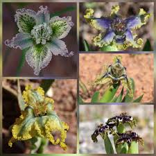 Image result for Ferraria glutinosa