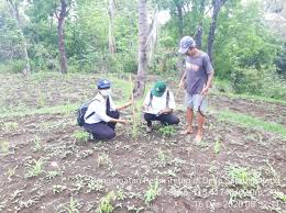 Pemupukan memberikan pengaruh nyata pada berat kering daun (imaningsih et al., 2011). Pemupukan Pertama Pada Tanaman Jagung