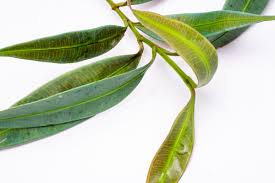 Image result for Ardisia staudtii