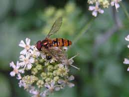 This Marmalade Fly Arrives Courtesy Of Arthur Chapman Http Www Flickr Com Photos Arthur Chapman Photo Flowers Tree Of Life