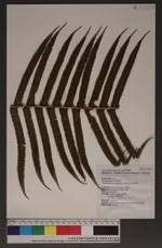 Image result for Pseudocyclosorus