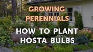 Most hosta flowers are not particularly showy, but they do attract hummingbirds. How To Plant Hosta Bulbs Youtube