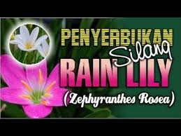 Bunga mawar memang pada kenyataanya memiliki bentuk yang indah dan juga banyak menarik perhatian. Penyerbukan Silang Rain Lily Zephyranthes Rosea Youtube