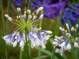 Agapanthus Twister Agapanthus Perennial Plants Perennials