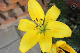 Maybe you would like to learn more about one of these? Lilium Yellow Lily Tall Bulbous Perennial With Linear Green Leaves And Large Yellow Flowers In Terminal Part Popular Garden Plant Stock Photo Picture And Royalty Free Image Image 50170863