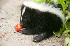 Prepare yourself for problems unless you educate yourself and family members on raising and living with a skunk. Indianapolis Pet Photographer Mr Relish The Baby Skunk Baby Skunks Pet Photographer Skunk