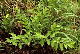 Image result for Cissus cornifolia