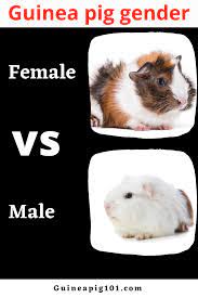 Pin On Guinea Pigs