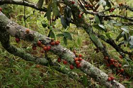 Image result for Englerophytum natalense