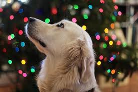 Affordable and search from millions of royalty free images, photos and vectors. 40 000 Best Christmas Dog Photos 100 Free Download Pexels Stock Photos