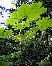 Devil S Club Diabolical Spines Protect Against Many Evils Mtpr