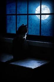 Ebruferh Gibi Olmali Artik Aksamin Aglayan Yuzu Meral Meri Kedi Sanati Kara Kedi Kedi