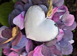 Hydrangea is a valuable genus of some 100 species of shrubs and vines grown for their large and very showy flower heads. Hydrangeas Heart Autumn Hydrangea Flowers Turning To Fall Colors Metal Heart White Nostalgic Beautiful Autumn Decoration Pikist