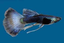 Blue Moscow Ribbon Guppy Guppy Guppy Fish Aquarium Fish