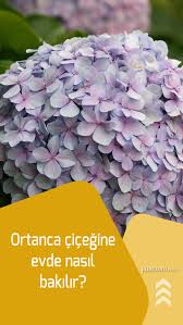 Ortanca Cicegine Evde Nasil Bakilir Ortanca Cicegi Cogaltma Yontemleri Ortanca Ortancalar Saksi Bitkileri