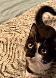 We did not find results for: Animalkind Reviews And Ratings Hudson Ny Donate Volunteer Review Greatnonprofits