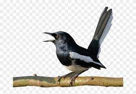 Burung ini terkenal memiliki kicauan emas masyarakat kita lebih sering mengelompokkan murai batu. Gambar Burung Kacer Oriental Magpie Robin Free Transparent Png Clipart Images Download