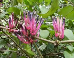 Image result for Tapinanthus dependens