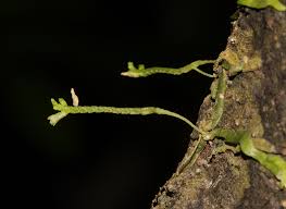 Image result for Taeniophyllum