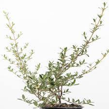 Image result for Cyperus kirkii