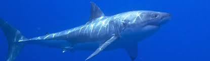 The great white shark has a huge (with fin), shadow size when seen in the water. Great White Shark Conservation Volunteer Projects 2021 Volunteer World