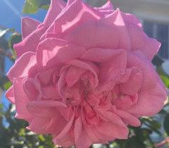 Has dense, deep green foliage and graceful g. Weeping Rose Tree
