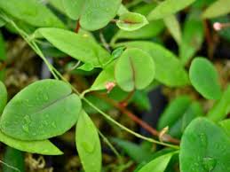 Image result for Begonia elaeagnifolia