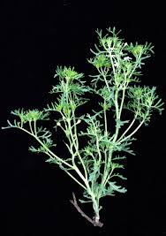 Image result for Chascanum hederaceum