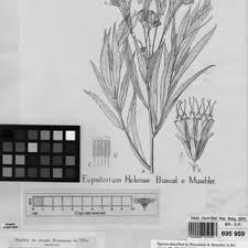 Image result for Stomatanthes africanus