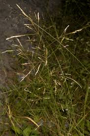 Image result for Agrostis quinqueseta