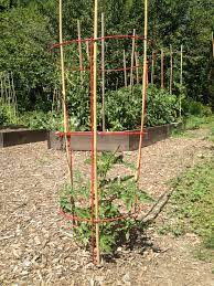 Maybe you would like to learn more about one of these? Tips For Staking Your Tomato Plants Green Life Tips