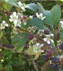 Check spelling or type a new query. Rubus Fruticosus Blackberry Plants Flowers Uk Watercolor Flowers Tutorial