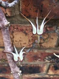 Image result for Ceropegia conrathii