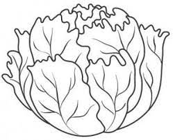 Lettuce coloring page to color, print or download. Lettuce Coloring Vegetable Coloring Pages Fruit Coloring Pages Coloring Pages